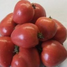 Редкие сорта томатов Робс